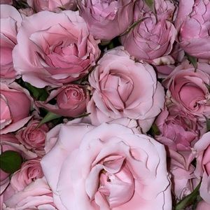 Meet your Posher, Alyssa